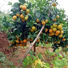 PIXIE ORANGE SEEDLINGS – Japur Store