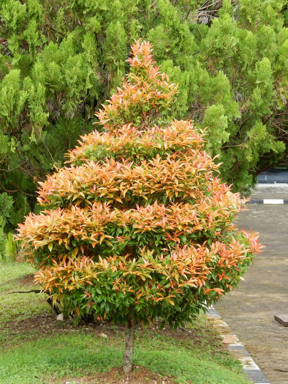 EUGENIA|TREE SEEDLINGS – Japur Store